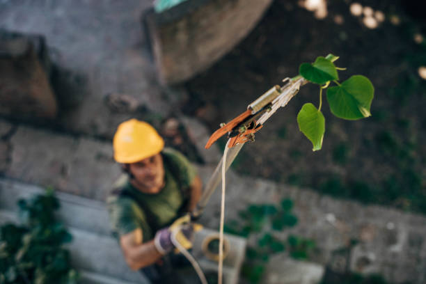 Best Tree Removal  in Kennett, MO