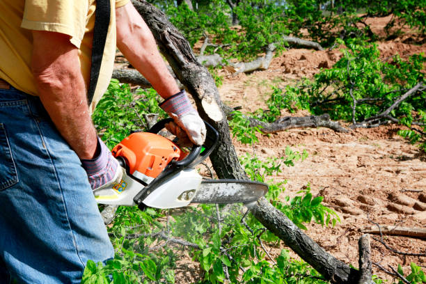 Best Hazardous Tree Removal  in Kennett, MO